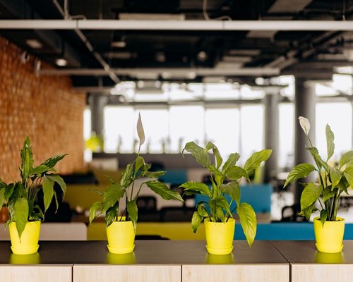 Fresh green office interior plants giving a great atmosphere feel
